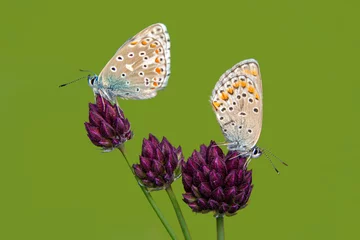 Foto op Aluminium Macro shots, Beautiful nature scene. Closeup beautiful butterfly sitting on the flower in a summer garden. © blackdiamond67