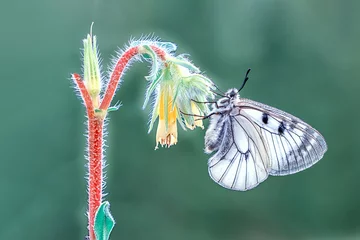 Outdoor kussens Macro shots, Beautiful nature scene. Closeup beautiful butterfly sitting on the flower in a summer garden. © blackdiamond67