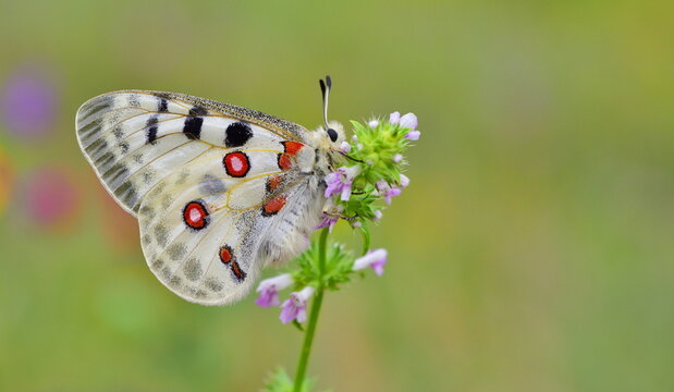 Parnassius apollo 1037