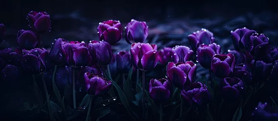 Fotobehang Dark, moody photo of a public flower garden in the Netherlands featuring stunning purple parrot tulips in bloom during spring. © TheWaterMeloonProjec