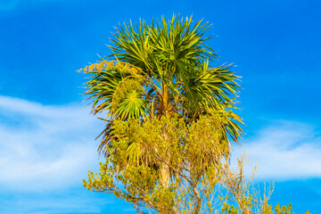 Tropical green exotic Caribbean Maya Chit palm palms rainforest Mexico.
