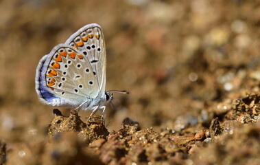 Polyommatus icarus  1042