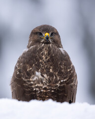 Common Buzzard portrait in winter forest