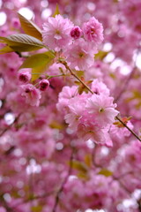 Pink cherry blossoms in garden outdoors close up. Toning pink. High quality photo
