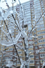 tree branches in the ice close-up against the background of multi-storey buildings close-up in winter
