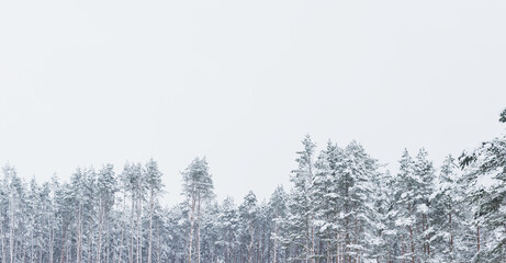 Snowy coniferous dense forest