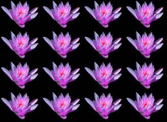 Water lily. Nymphaeaceae is a family of flowering plants. Members of this family are commonly called water lilies