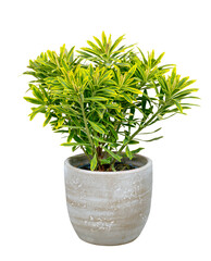 Isolated potted green Euphorbia plant