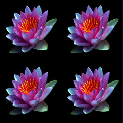 Water lily. Nymphaeaceae is a family of flowering plants. Members of this family are commonly...