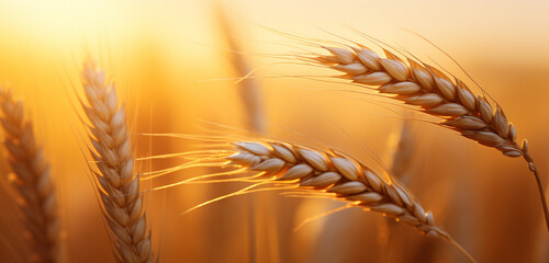 A single, golden ear of wheat with delicate grains and a slender stalk, set against a warm, sunset-orange background. The image captures the wheat's natural elegance and the vibrant, glowing backgroun