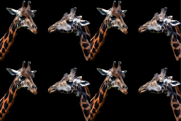 Giraffe (Giraffa camelopardalis) is an African even-toed ungulate mammal, the tallest of all extant land-living animal species, and the largest ruminant. © Daniel Meunier