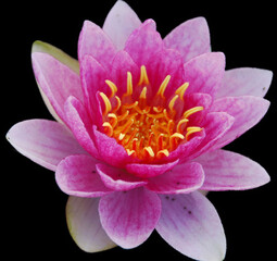Water lily. Nymphaeaceae is a family of flowering plants. Members of this family are commonly called water lilies