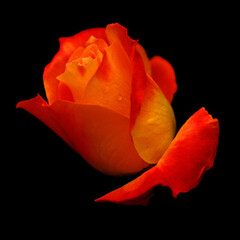 A rose is a woody perennial flowering plant of the genus Rosa, in the family Rosaceae, or the...