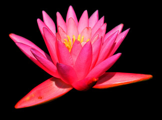 Water lily. Nymphaeaceae is a family of flowering plants. Members of this family are commonly called water lilies