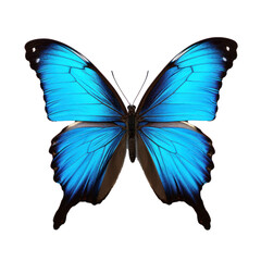 Ulysses butterfly isolated on transparent background.