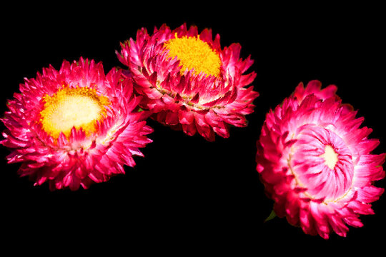 Xerochrysum bracteatum, commonly known as the golden everlasting or strawflower, is a flowering plant in the family Asteraceae native to Australia.
