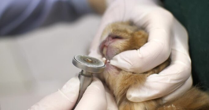 A veterinarian files the long teeth of a rabbit in a veterinary clinic. We get the rabbit's teeth in order at the veterinary clinic. The rabbit sits quietly while the vet trims his long teeth.