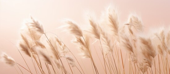 Wheat ears on a light background