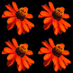 Zinnia is a genus of plants of the sunflower tribe within the daisy family. They are native to...