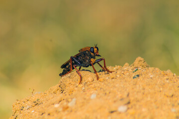 Image of a robber fly on nature background. Insect. Animal.