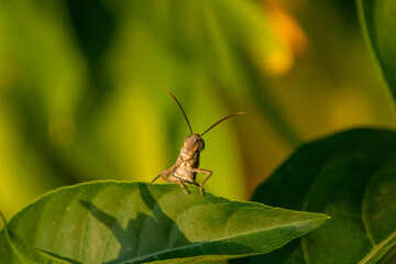 Grasshopper on leaf. with green grass in the background. Macro photography
