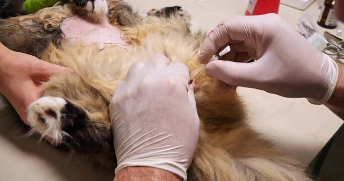 Inserting a urinary catheter into the cat's penile urethra Doctor's gloved hands treat a cat with a bladder disease using a catheter. The doctor carefully inserts a urinary catheter into the urethra.