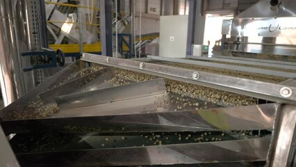 Specialty coffees being selected in a technological warehouse, prepared for being roasted
