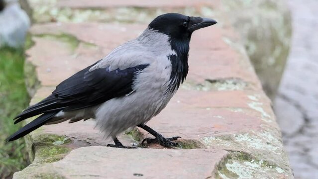 Eine Kr&auml;he steht auf einer Mauer und kr&auml;ht dreimal lautstark