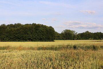 Weite Felder im Sommer in Menden im Sauerland