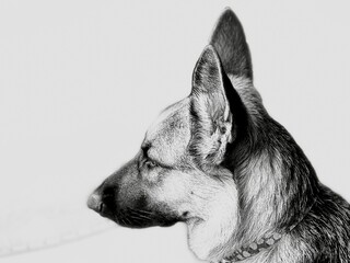 Look away German shepherd 