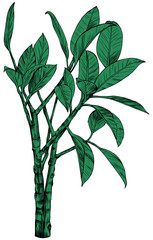 Illustration of a tropical plant. Hand drawn botanical illustration isolate on white.