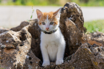 orange little cat climbed on a stone