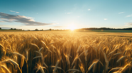 Sun-drenched oat field, gentle breeze, drone perspective, golden waves, bright blue sky, golden hour, warm tone