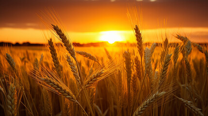 Yellow sunset, serene wheat field, golden light, wheat head reflection, dreamy effect