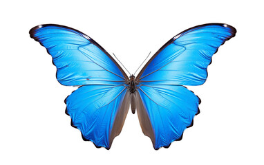 Butterfly's Blue Showcase Isolated on Transparent Background PNG.