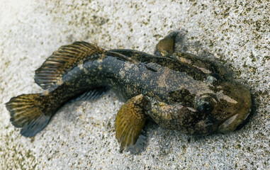 the Goby or Bull-calf Round Timber (Gobiidae) sea fish