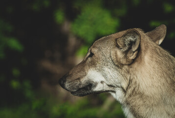 the Grey Wolf, portrait in wildlife