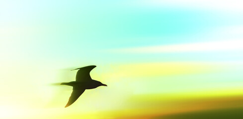 rapid bird rushing in sunset sky with blurry motion