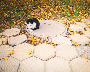 urban autumn with street cat
