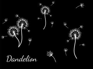 Abstract dandelion background design, great design for any purpose. Natural beauty. Brochure layout template background. natural wind. Spring banner.