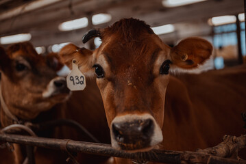 heifers on a rural farm in wisconsin, usa