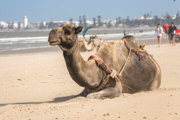 Morocco Essaouira travel