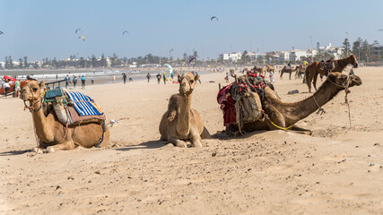 Fototapeta premium Morocco Essaouira travel