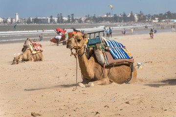 Morocco Essaouira travel
