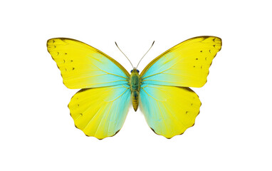 Isolated Sulphur Beauty Butterfly Isolated on Transparent Background PNG.