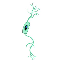 structure neurons cartoon. human anatomy, diagram myelin, axon neurology structure neurons sign. isolated symbol vector illustration