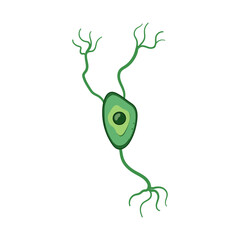 human neurons cartoon. anatomy diagram, myelin axon, neurology body human neurons sign. isolated symbol vector illustration