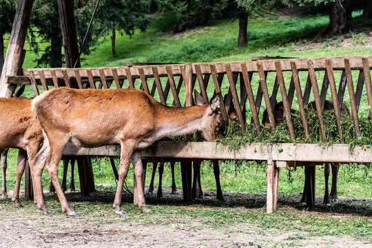 Deer eating grass from a feeder.