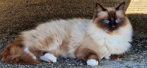 Cat with ice blue gray eyes and white fur lying on a stone in the shadow oberserving the nature