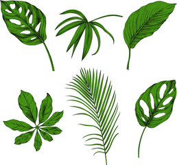 Leaves isolated on white collection. Tropical leaves set. Hand drawn vintage illustration.